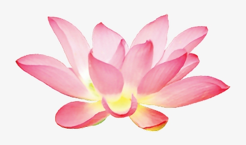 Report Abuse - Hoa Sen Màu Nước, transparent png #4776842