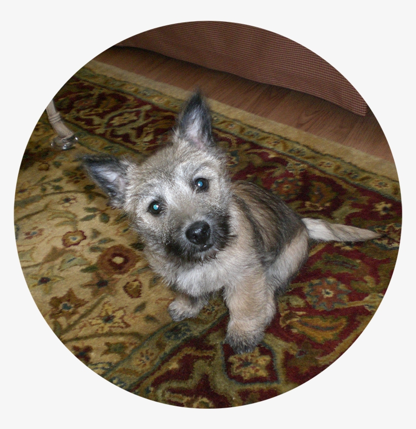 Puppy Training - Dog, transparent png #4777574