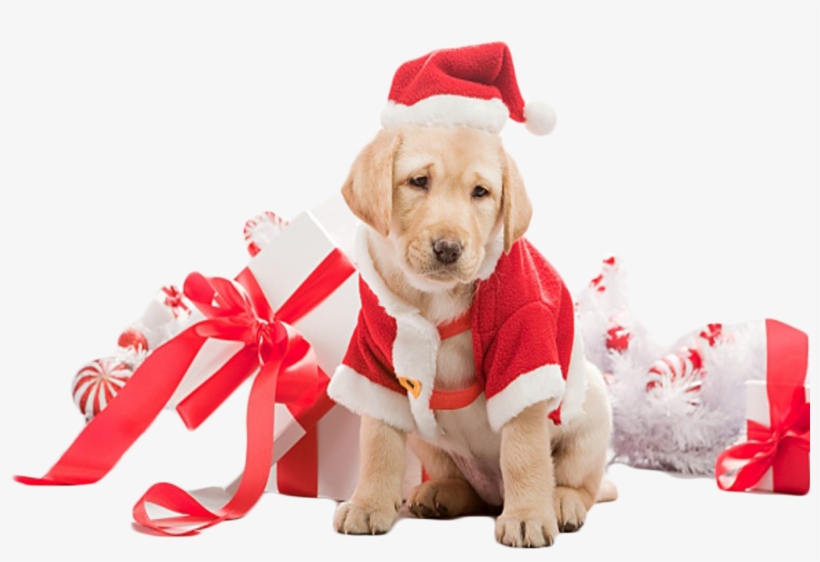 Puppy Png, transparent png #4777691