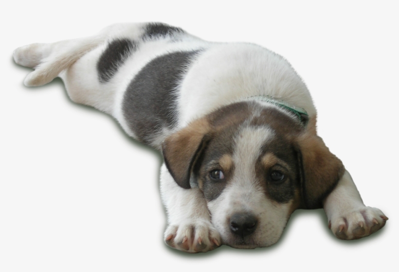 In 2008 We Were Invited To São Tome And Principe, Where - Tome Dog, transparent png #4777893