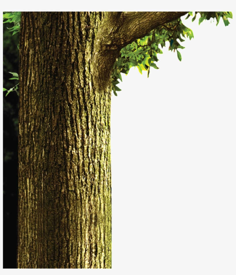 Painted Trunk Pattern Elements - Extra-terrestrial Delivery [book], transparent png #4778192