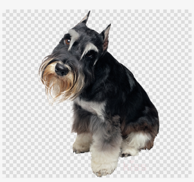 mini schnauzer art