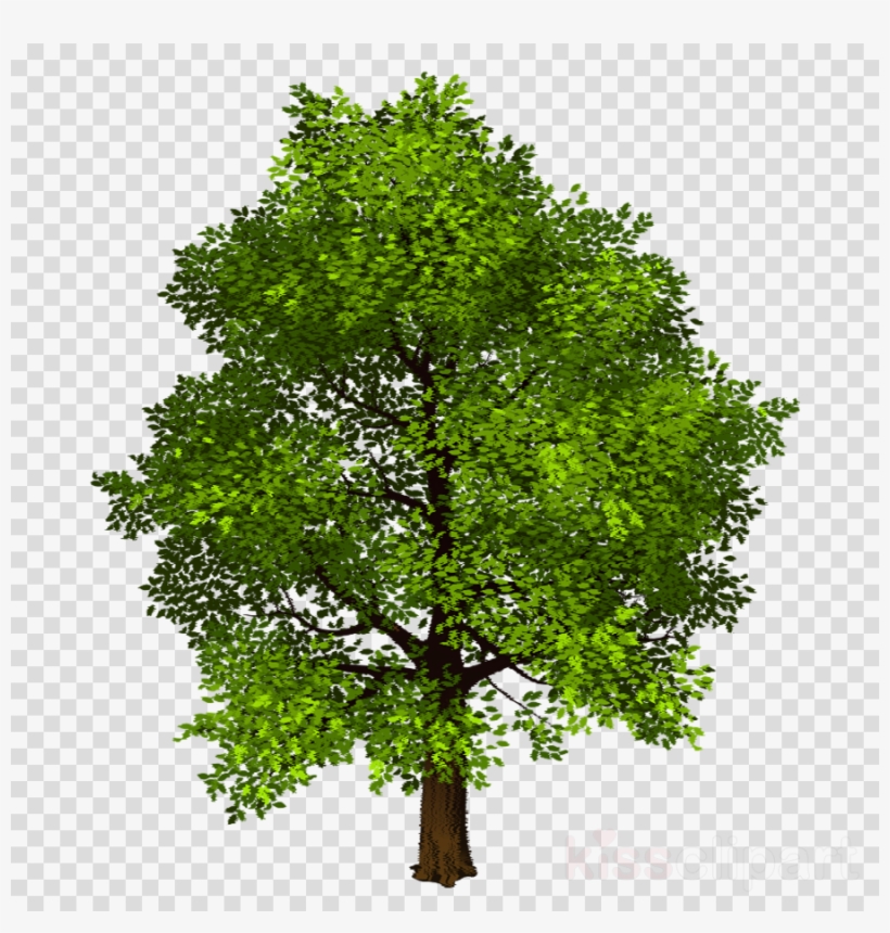 Download Transparent Background Photo Shop Trees Png - Tree Clipart Transparent, transparent png #4778815