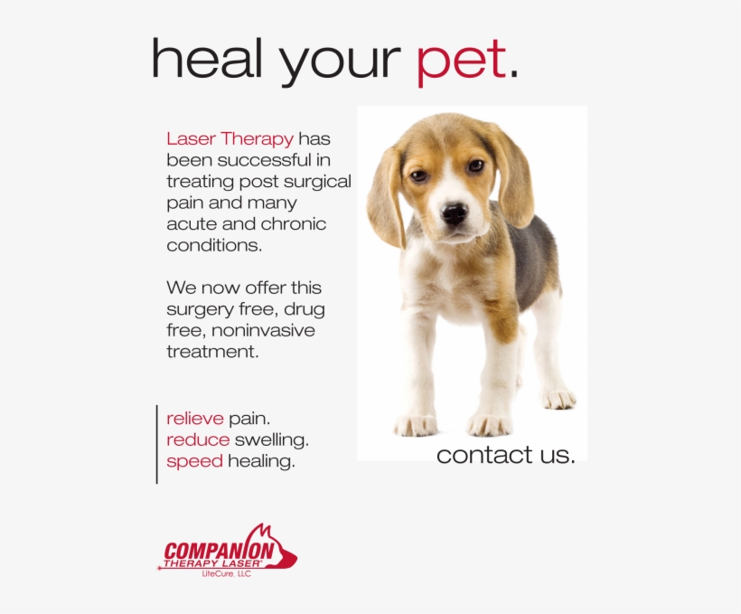 Laser Therapy Poster With Beagle Puppy - Companion Therapy Laser, transparent png #4780928