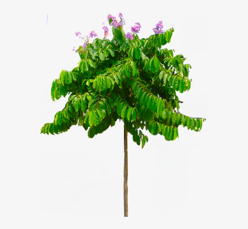 Free Download Tropical Tree Png Transparent Background - Background Png, transparent png #4781902