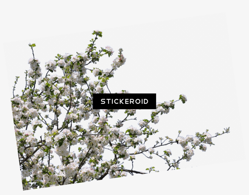 Tree Spring Flowers - Stick Tree Png, transparent png #4783778