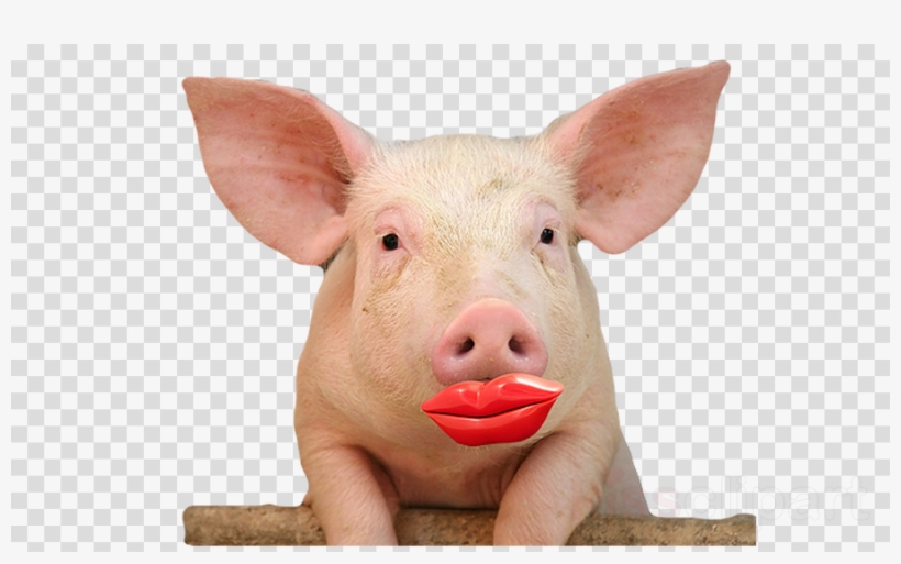 Download Pig Lipstick Clipart Lipstick On A Pig Pig - Best Pig In The World, transparent png #4784290