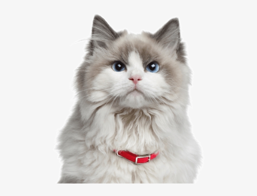 Norwegian Forest Kittens Cats - Ragdoll Cat, transparent png #4785015