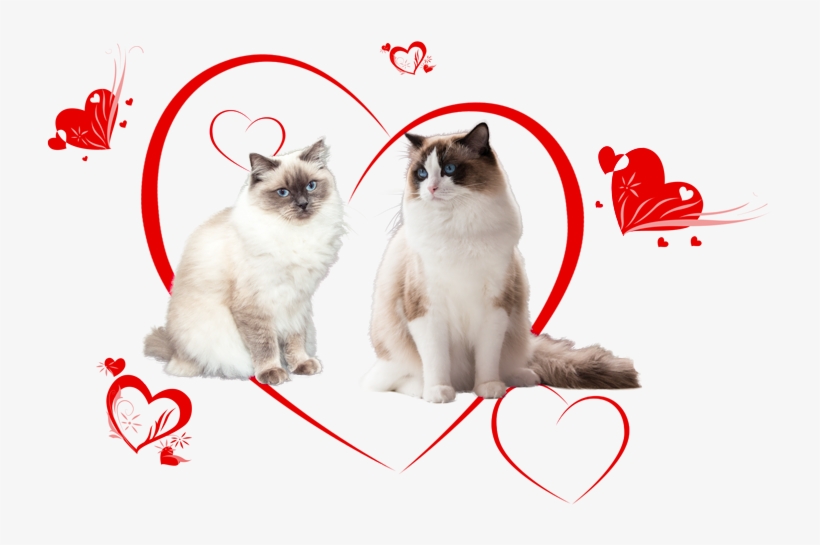 Ragdoll Kittens Of Cissy And Zucchero - Ragdoll, transparent png #4785090