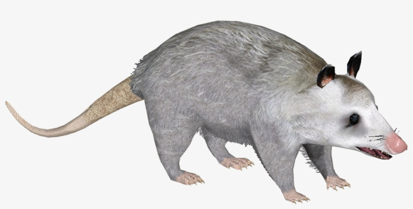Common Opossum Y - Common Opossum, transparent png #4786211