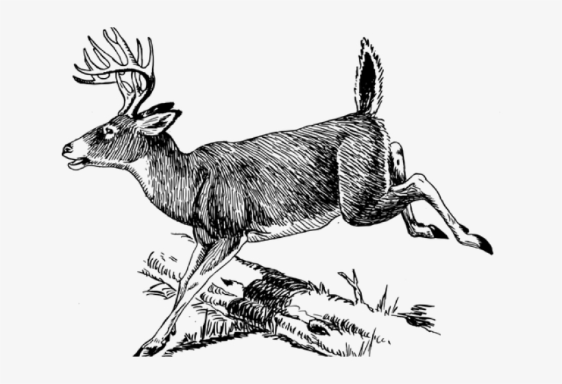 Whitetail Deer Line Art, transparent png #4786475