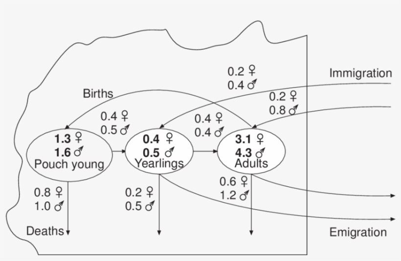 3 3 3 3 3 Annual Turnover In A Possum Population - Diagram, transparent png #4787097