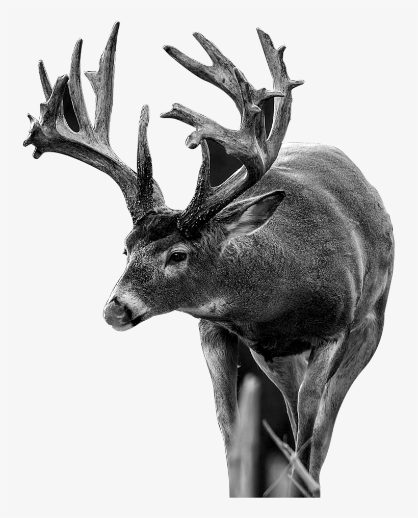 What Animals Smell - Antler, transparent png #4790563