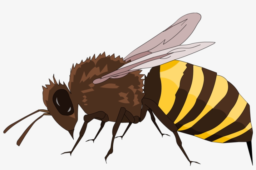 Below Is A Rendering Of The Page Up To The First Error - Net-winged Insects, transparent png #4791782