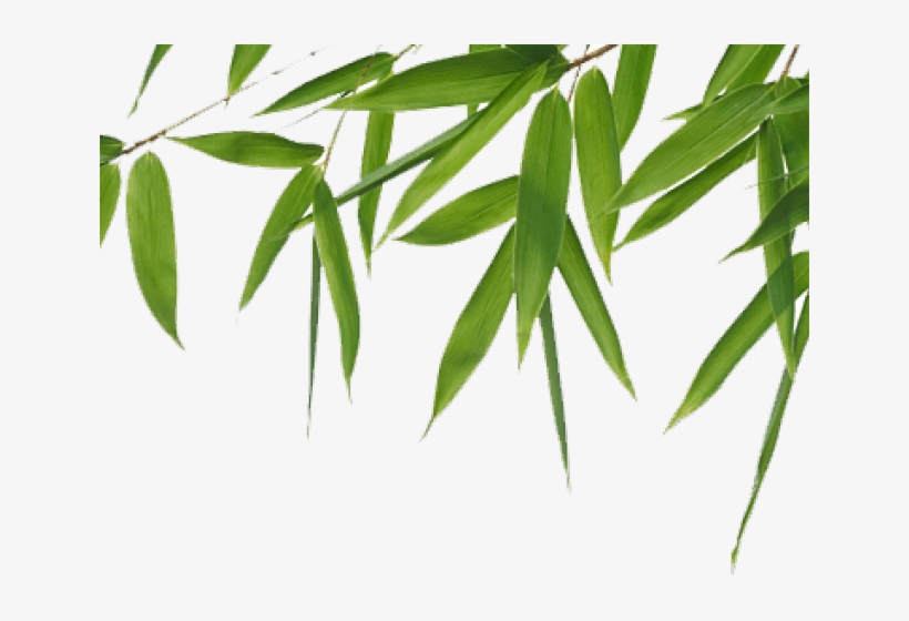 Bamboo Png Transparent Images - Eminence Hibiscus Instant Line Filler, transparent png #4794452