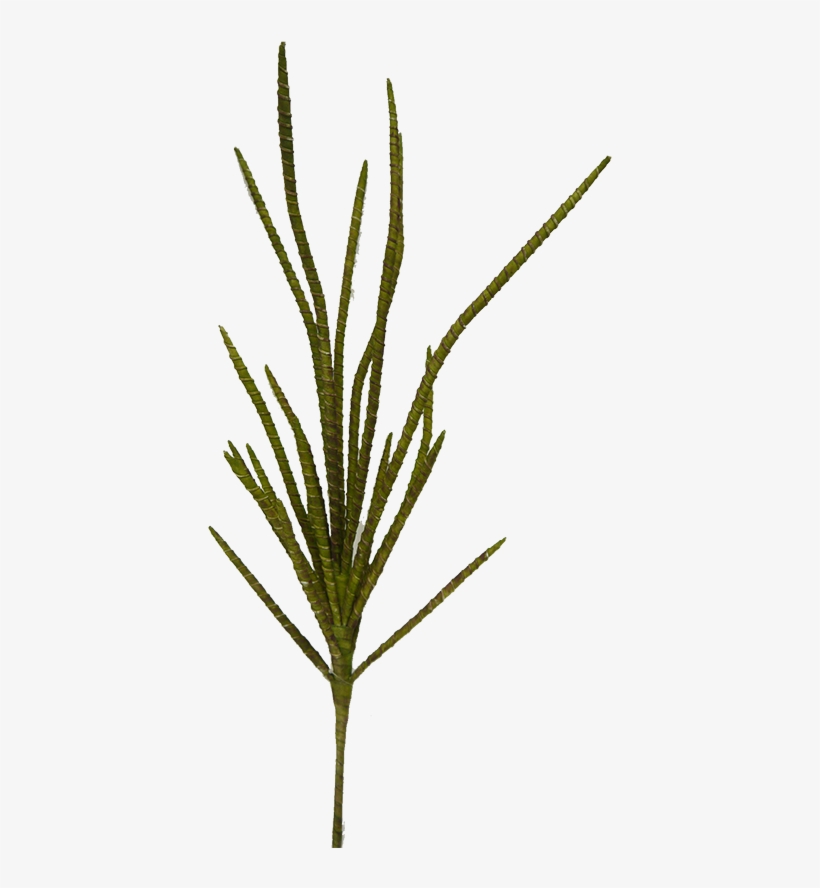 Green Willow Bamboo Bush - Bamboo, transparent png #4794499