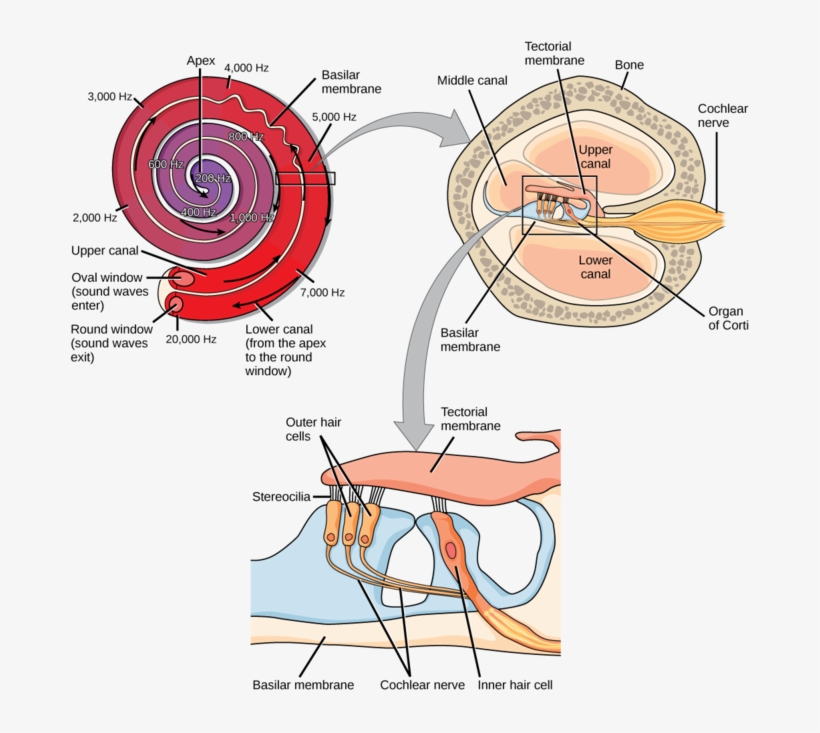 Image - Inner And Outer Hair Cells, transparent png #4796208