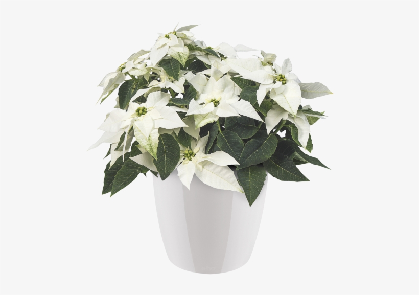 Home > Collection > Brussels Diamond Round - Brussels Diamond Round 14cm Lovely Red, transparent png #4796498