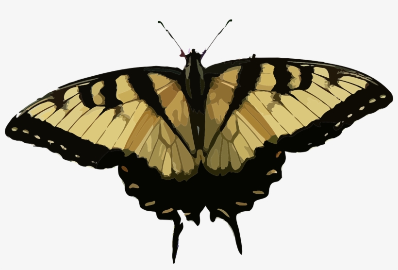 Animal Butterfly Insect Nature Png Image - Borboleta Marrom Png, transparent png #4798473