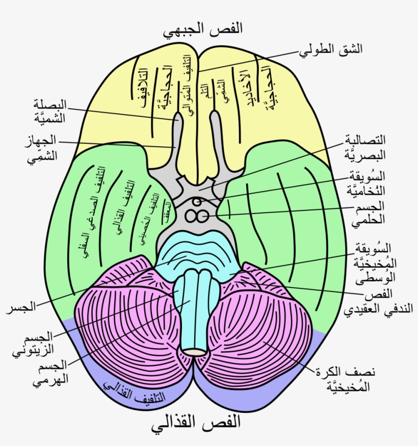 Open - Rhinal Sulcus, transparent png #4799405