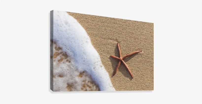 A Red Live Finger Starfish, Also Known As Linckia Sea - Starfish, transparent png #480043