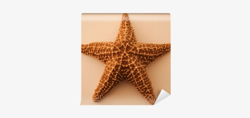 Starfish, transparent png #480222