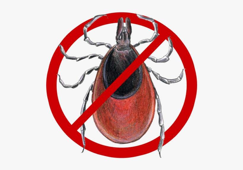 So - Deer Tick, transparent png #480298