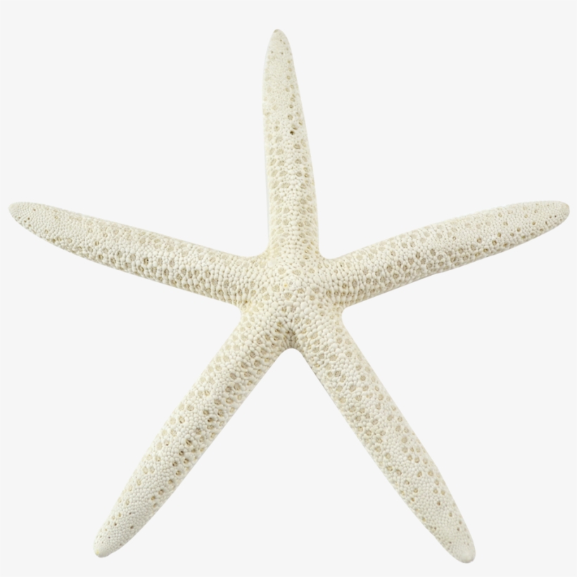 Sea Star Transparent Background Png - Old Chrysler Symbol, transparent png #480478