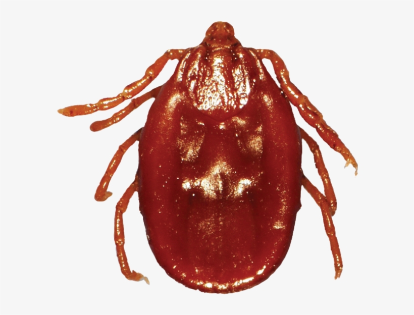 Download Amazing High-quality Latest Png Images Transparent - Tick, transparent png #480540