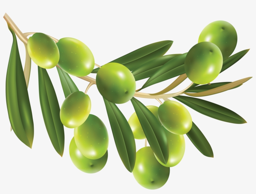 Olive Png - Olive Vector Free Download, transparent png #481620