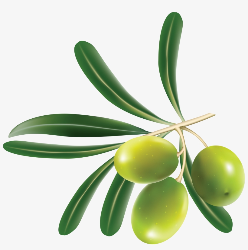 Green Olives Png - Hoja De La Aceituna, transparent png #481627