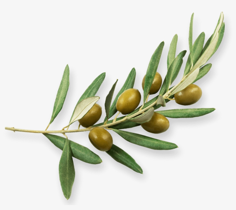 Learn More About Our Olives And Their Character - Olive, transparent png #481900