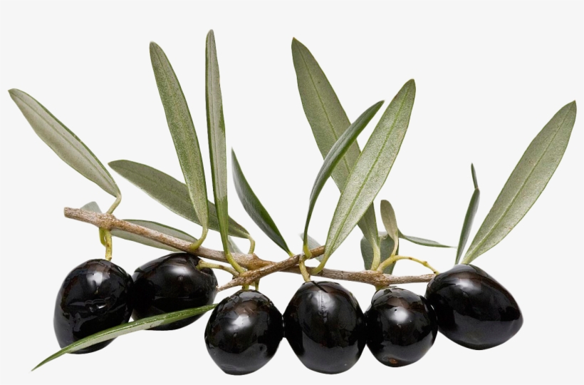 Free Icons Png - Olive Oil Leaves Png, transparent png #481918