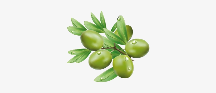 Olive Png, transparent png #482155