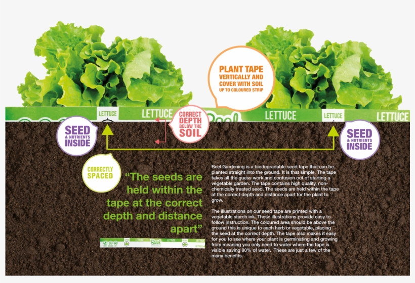How To Plant Your Seed Tape - Click And Grow Semínka Do Květináče Zelený Salát, transparent png #482528