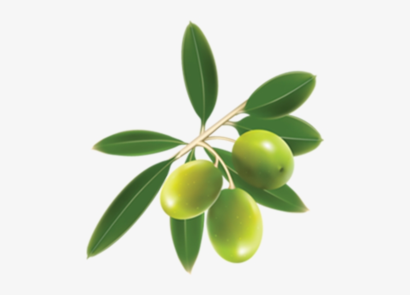 Agrointec Oleicultura - Olive Clipart, transparent png #482621