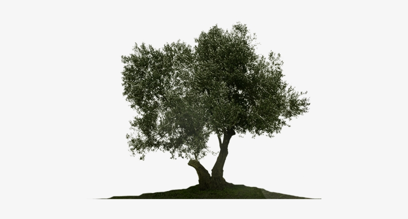 Olive Tree Png - Olive Tree White Background, transparent png #482675