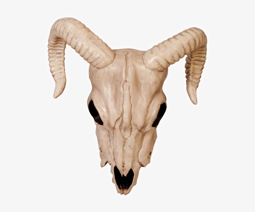 Goat Skull Png Picture Stock - Ram Skull Png, transparent png #482915