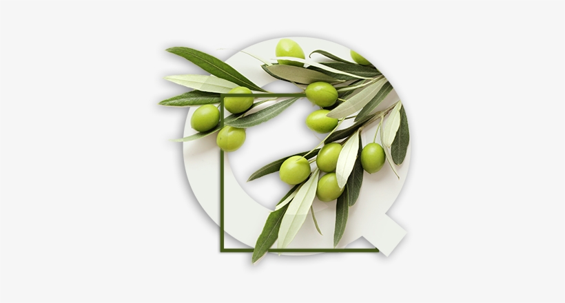 Latrovalis 06 Values Quality - Lunch Napkins Greek Olives, transparent png #483052
