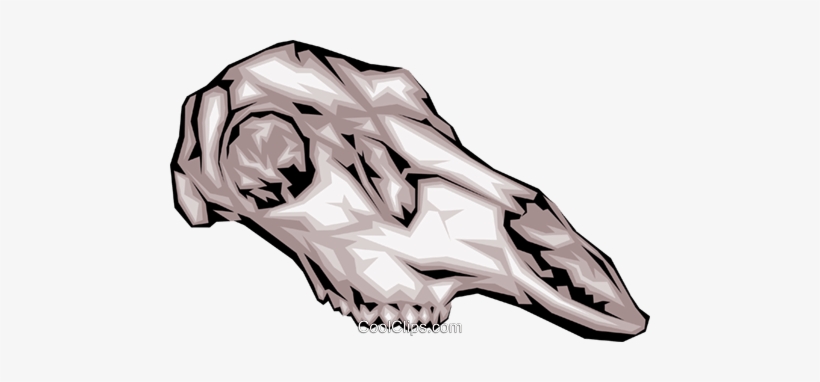 Animal Skull Royalty Free Vector Clip Art Illustration - Animal Skull -  Free Transparent PNG Download - PNGkey