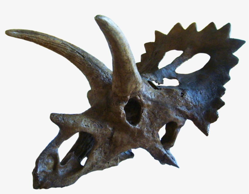 Anchiceratops Skull, transparent png #483173