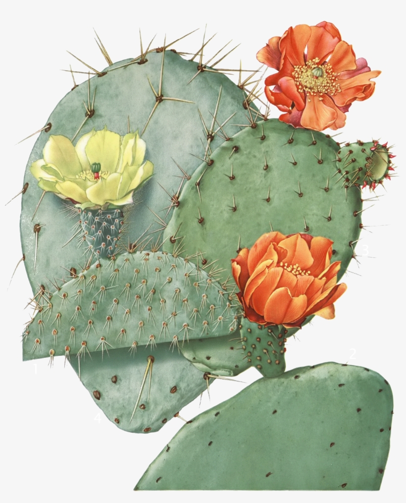 Vector Transparent Download Image Result For Illustration - Opuntia Ficus Indica, transparent png #483259