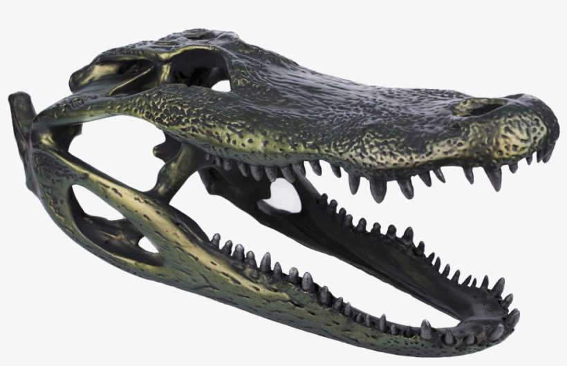 Alligator Skull - Photography, transparent png #483279