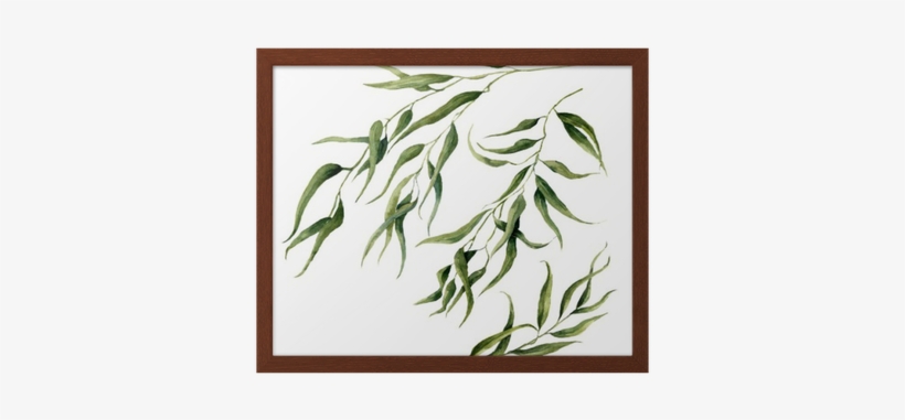 Watercolor Eucalyptus Leaves Branch Set - Eucalyptus Leaves Water Color, transparent png #483662