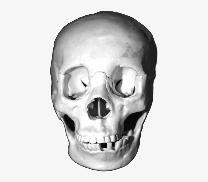 Lots Of Skull Images, Head Skulls, Animal Skulls, Skulls - Skull, transparent png #483705