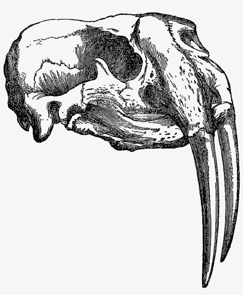 This Is A Beautifully Detailed Animal Skull Illustration - Png Line Animal Skull, transparent png #483750