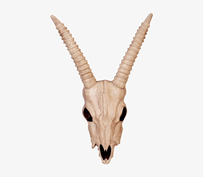 Gazelle Skull-bone - Crazy Bonez - Gazelle Skull, transparent png #483837