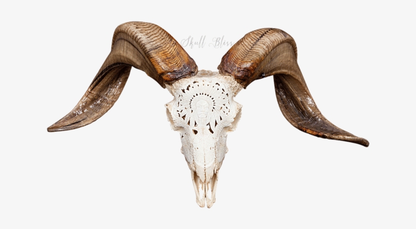 Carved Ram Skull - Ram Skull, transparent png #484009