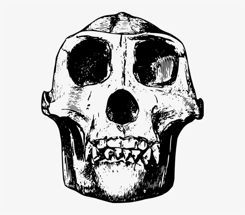 Gorilla Skull Clipart, transparent png #484033