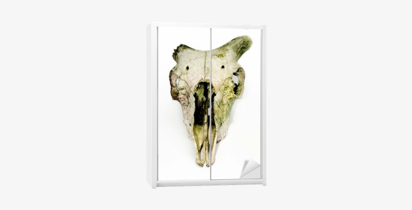 Old Animal Skull With Broken Horns Against White Background - Broken Horn Skull, transparent png #484226